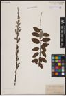 Foto von Salix aurita L. x Salix myrtilloides L.